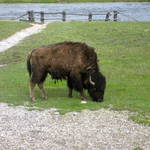 Yellowstone National Park, Wyoming