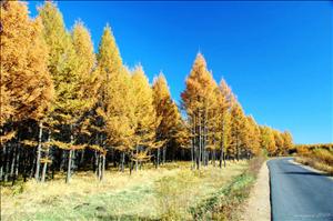 Day 4 (23) 林區公路.jpg