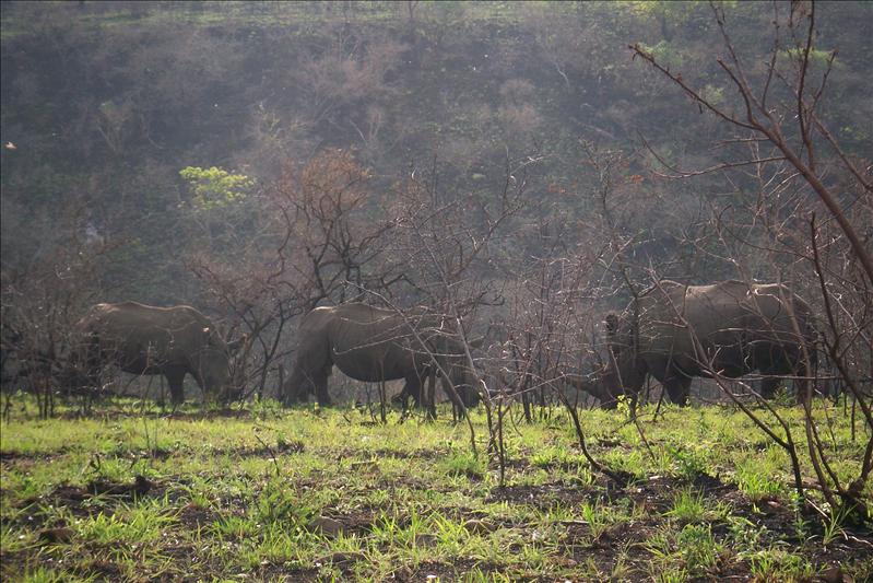 White rhinos