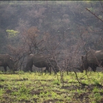 White rhinos