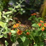 5-9-12 Desert Botanical Garden - Phoenix 029.JPG