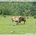 P1230330_Frame(trans_whiteline).JPG