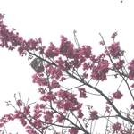 櫻花