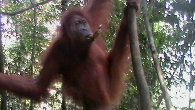 12. Sumatra - Orang-utan.JPG
