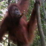 12. Sumatra - Orang-utan.JPG