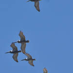 St Petersburg FL Races and Harbor 4-19-21-12 340.jpg