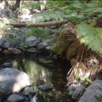Carnarvon Gorge 2009