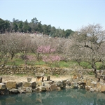 香雪海，木渎古镇20100312