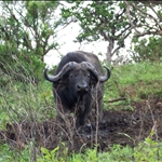 Buffalo / Buffle