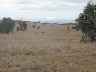 kenya1 235.avi