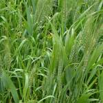 Farm_Walpole09.JPG