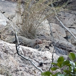 Rathambhore 2011