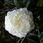 DSC00040.JPG