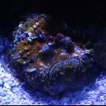 Sydney Aquarium 2012