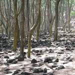 Pololu Beach II.JPG