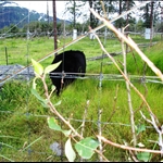 The Adventures of Sheena - Portage, ALASKA
