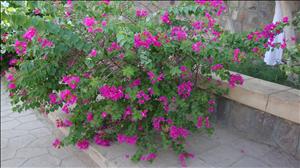 DSC01177.JPG