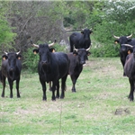 .. past the black bulls ..