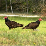 eagles cropped.jpg