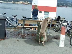 Dog drinking from fountain. Clever dog.