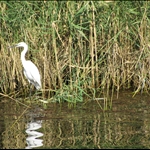 Rieke_nijl_mensen_dieren_IMG_0709.JPG