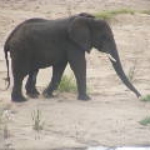 2008_0324SouthAfrica0043.JPG