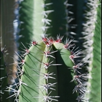 Arizona Cactus