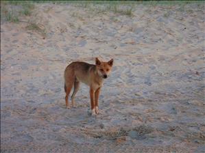 Cheeky Dingo - Fraser Island.