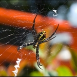 Cute spider :)