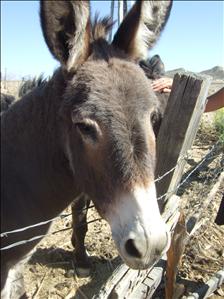 Hackberry, Arizona