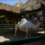 P1020566.JPG