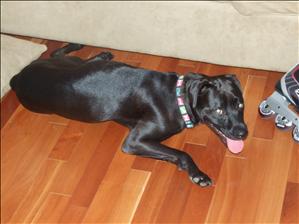 Mila the 3 legged Lab cross and rollerblade