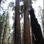sequoia park, ca sept 2008
