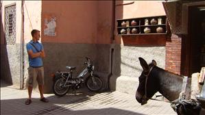 Donkey V.S. Scooter