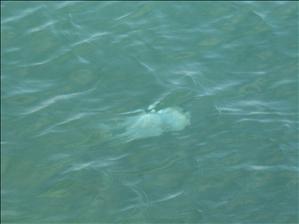 Jelly Fish at St Kilda Beach