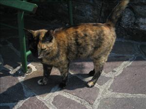 lago di como 012.jpg