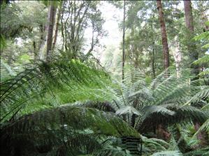 Rainforest