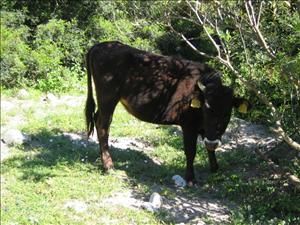 IMG_0126.JPG