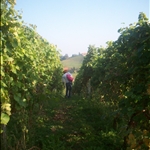 Metka in the vinyard