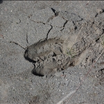 Fresh moose track