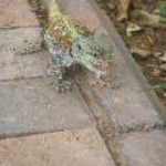 2008_0324SouthAfrica0029.JPG