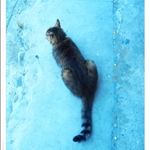 人魚與貓3.JPG
