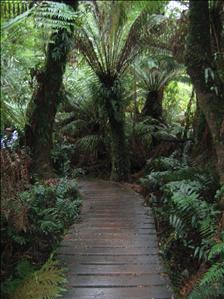 Rainforest