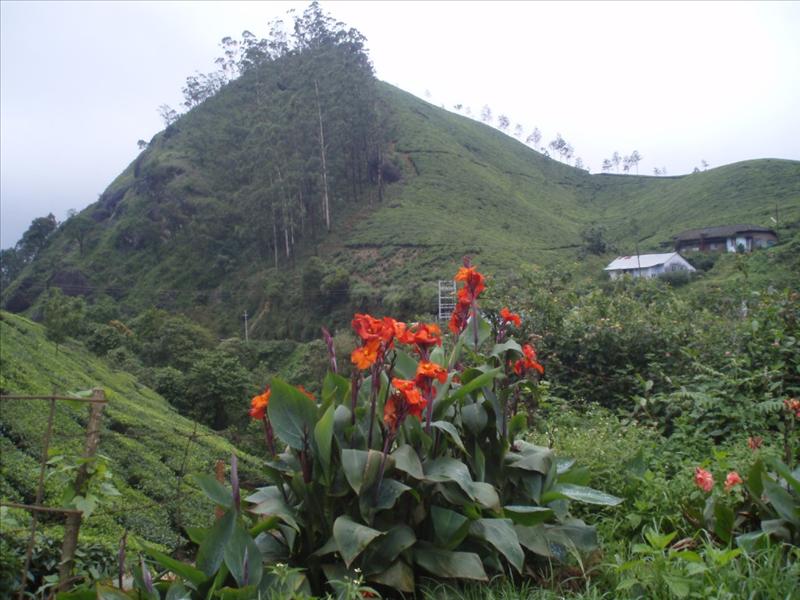 Munnar - South India