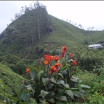 Munnar - South India