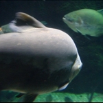 osaka aquariam part 2