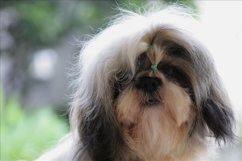 Shih Tzu