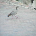 2008_0324SouthAfrica0018.JPG