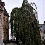 BROUGES (11).jpg