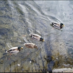 beautiful ducks